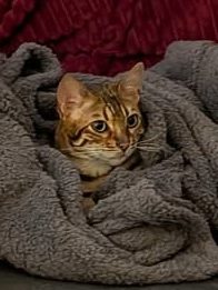 A Bengal cat nestled in a soft, grey blanket.