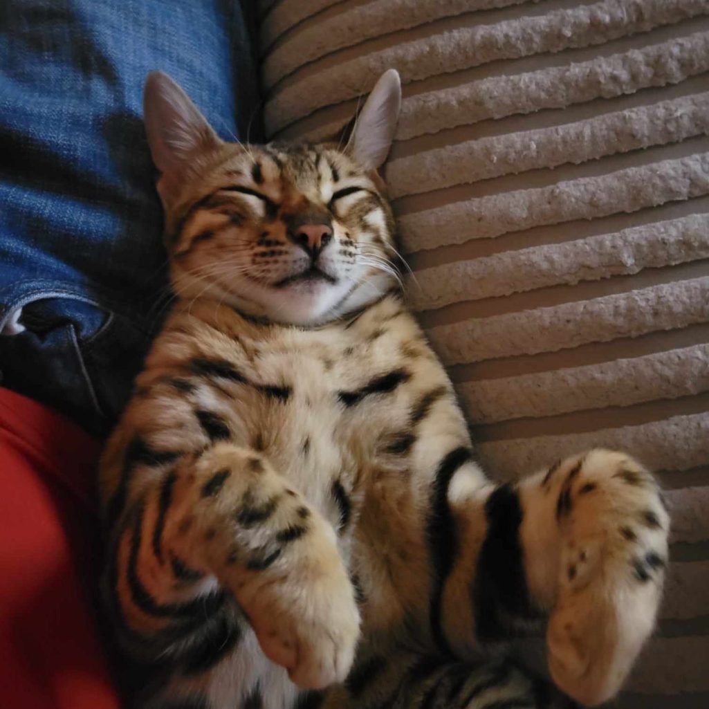 A relaxed Bengal cat sleeping comfortably beside a person.